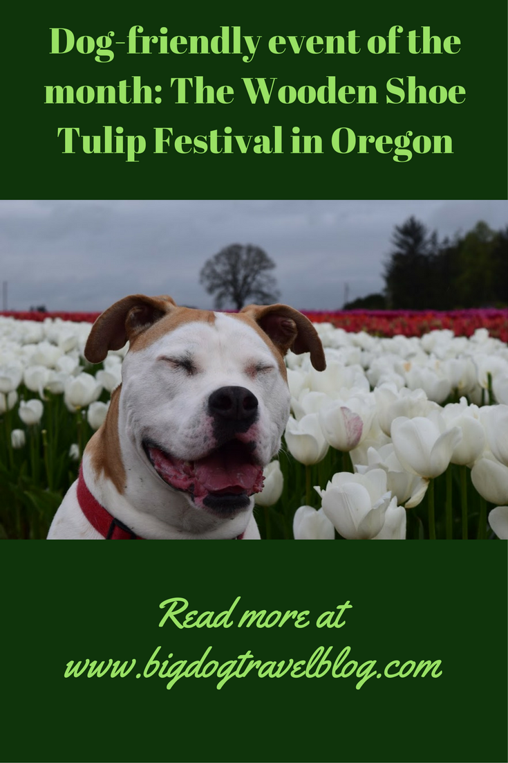 The Wooden Shoe tulip festival in Oregon